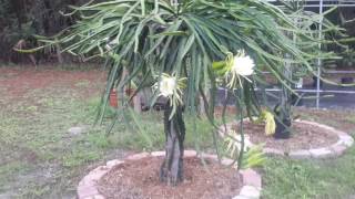 How To Grow Dragon Fruit in SWFL ( part 18 )