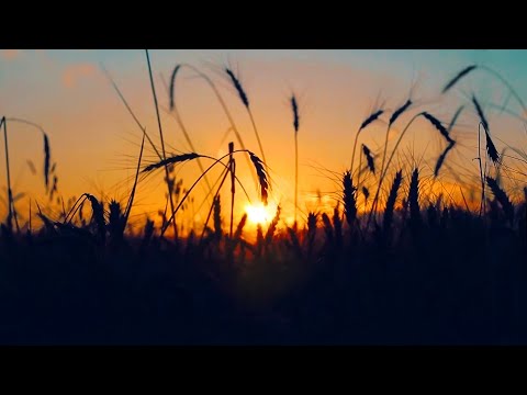 Soothing Night Ambience |  8 Hours Of Relaxing Nighttime Nature Sounds To Help You Sleep