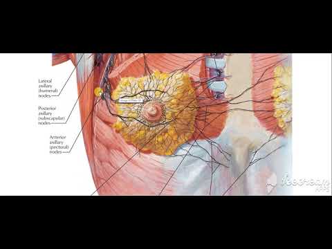 Axillary lymph nodes 2