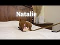 Goldendoodle dogs for sale: Natalie - Video 1