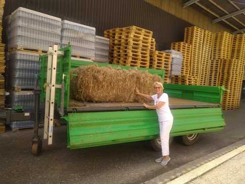 Німецький виноробний регіон використовує конопляну солому для адаптації до змін клімату