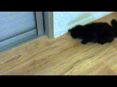 חתול משתגע!!!!