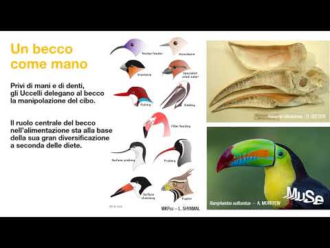 Sliding Science - La biologia degli uccelli