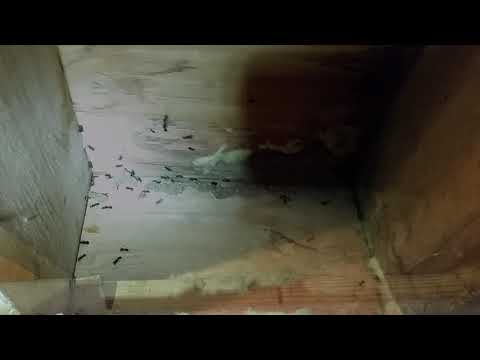 Carpenter Ants Swarm in Homeowners Basement in Howell, NJ