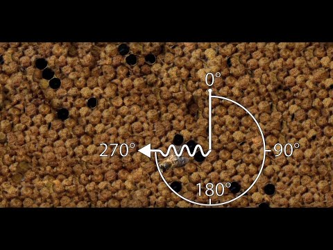 Treatment free "Letalone" Beekeeping in a ZEST insulated hive - Waggle dance