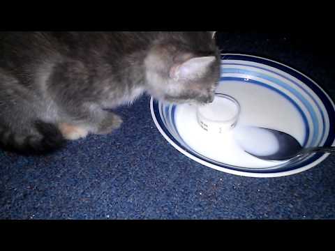 kitten weaning:  bottle to bowl transition made easy