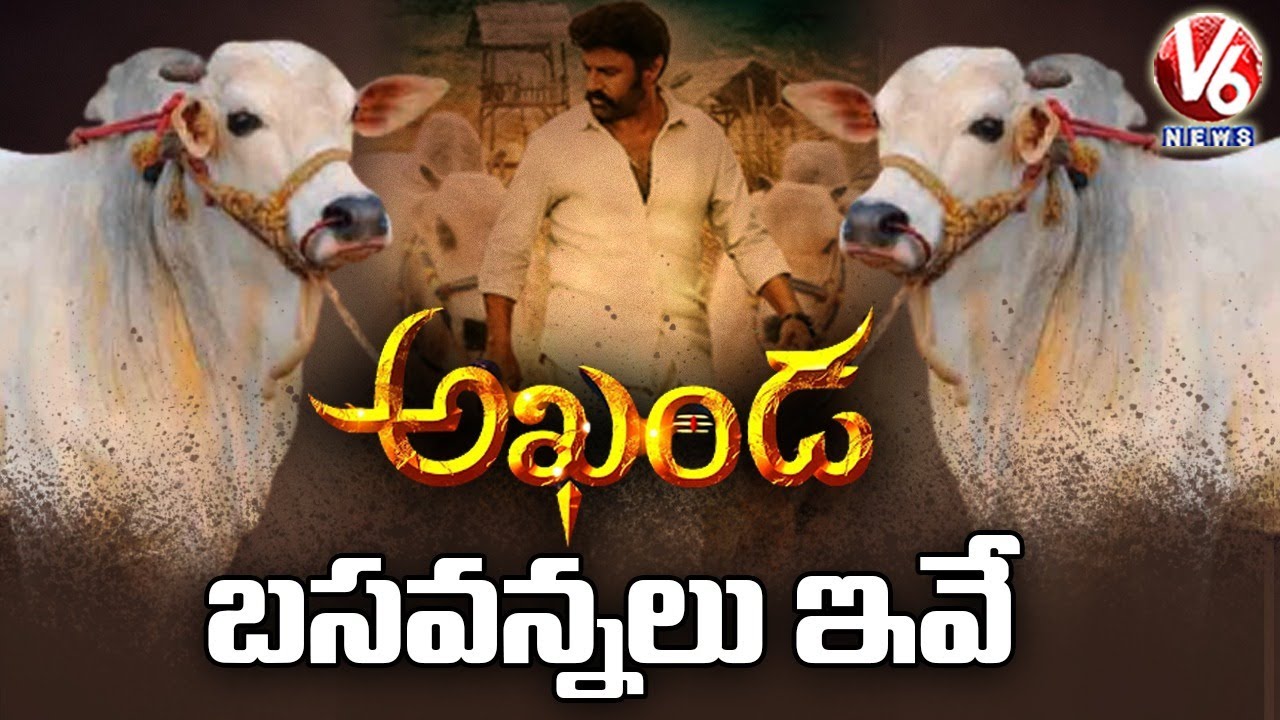 అఖండ బసవన్నలు | Balakrishna 'Akhanda' Movie Bulls | V6 News