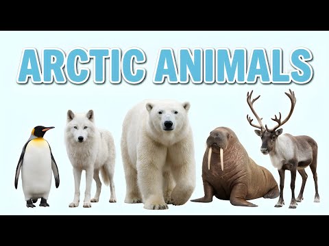 10 Arctic Animals | Arctic Animals for Kids ❄️🐻🐧