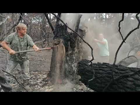 Bassin d'Arcachon : les bénévoles de la DFCI éteignent les fumerolles au cœur de la forêt dévastée