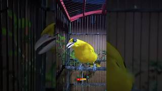 Download lagu Kepodang #Kicaumania #kepodang #burungkepodang #fyp #viralvideo #viralhariini mp3