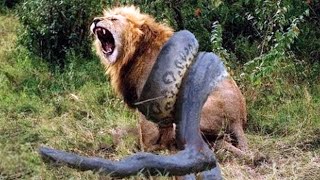 10 СУМАСШЕДШИХ БИТВ ЖИВОТНЫХ СНЯТЫХ НА КАМЕРУ ЛЮДЬМИ