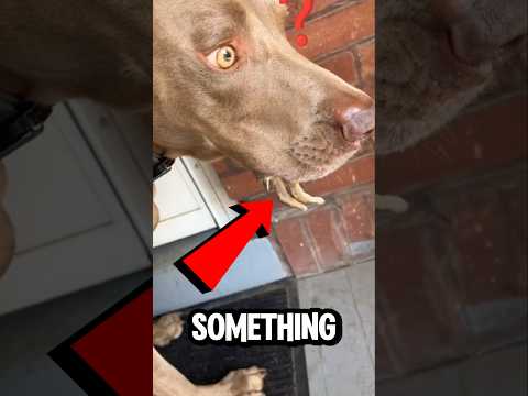 What The Dog Had In It's Mouth🐶 Shocked Everyone...🙀 #shorts