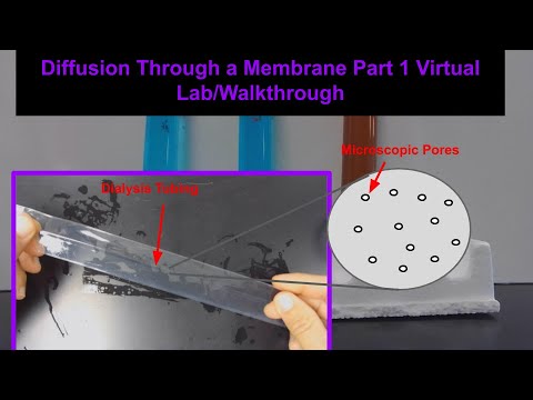 Diffusion Through Membrane Lab