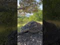 CLOSE ENCOUNTER WITH KOMODO DRAGON Shorts