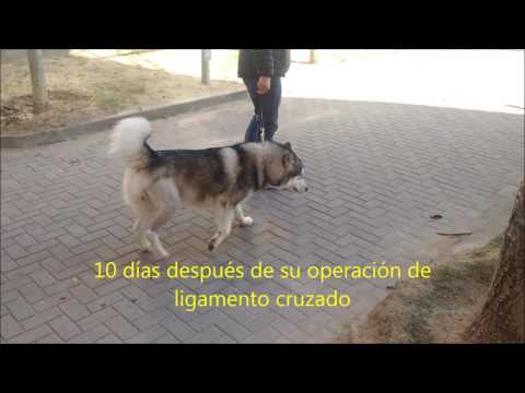 Recuperación operación de ligamento cruzado en perros.
