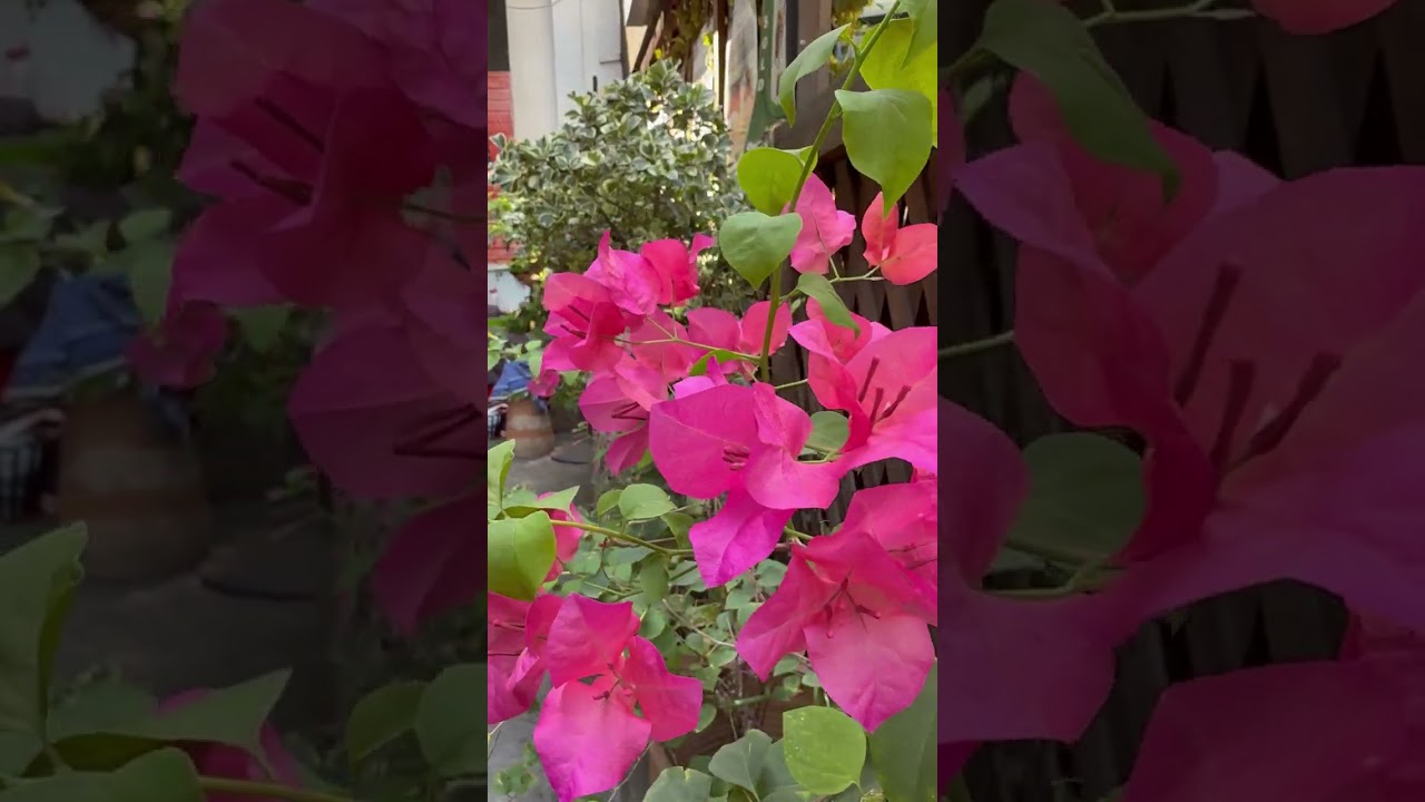 Garden Blooms 🌺, Bangkok, Thailand