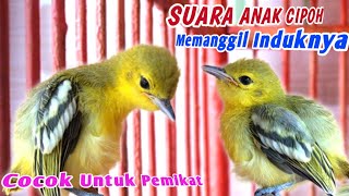 Download lagu ANAKAN SIRTU...‼️Suara Anakan Cipoh / Sirtu Cocok Untuk Memanggil Induknya mp3