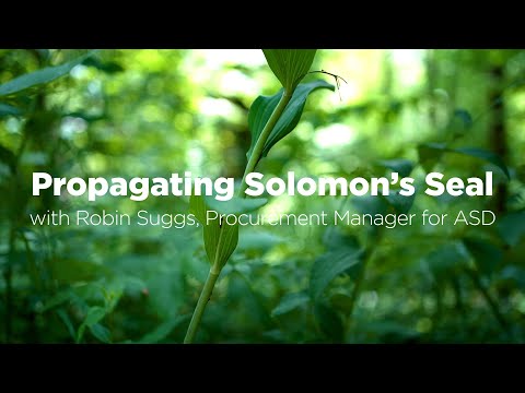 Solomon Seal (Polygonatum spp.): Propagating Solomon's Seal with Robin Suggs of ASD