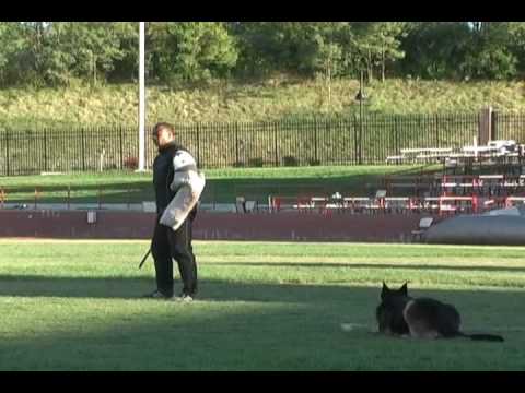 2008 WUSV World Championship T. Floyd & Karlo vom Floyd Haus, SchH3, FH, KKL2