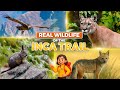 FLORA AND FAUNA OF THE INCA TRAIL: WHAT YOU’LL REALLY SEE
