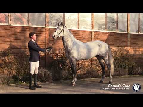 2. Burghof-Online-Hengstschau 2022