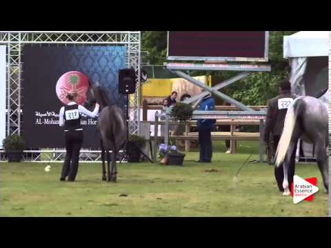 BEST STRAIGHT EGYPTIAN