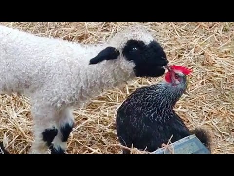 Les meilleures vidéos d'animaux les plus drôles de la semaine.
