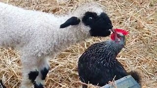 THIS will make you LAUGH ALL DAY | Best Funniest Animal Videos Of The week