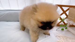 ハーフ犬の動画01