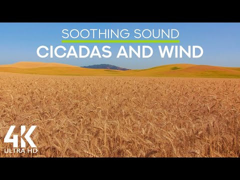 8 HRS Relaxing Sounds of Cicadas and Wind for Stress Relief - 4K Harvest Time on Palouse Fields, WA