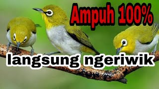Download lagu terapi pleci ombyokan AMPUH PANCING BUNYI DAN BUKA... mp3
