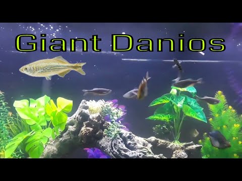 Giant Danio Care Guide