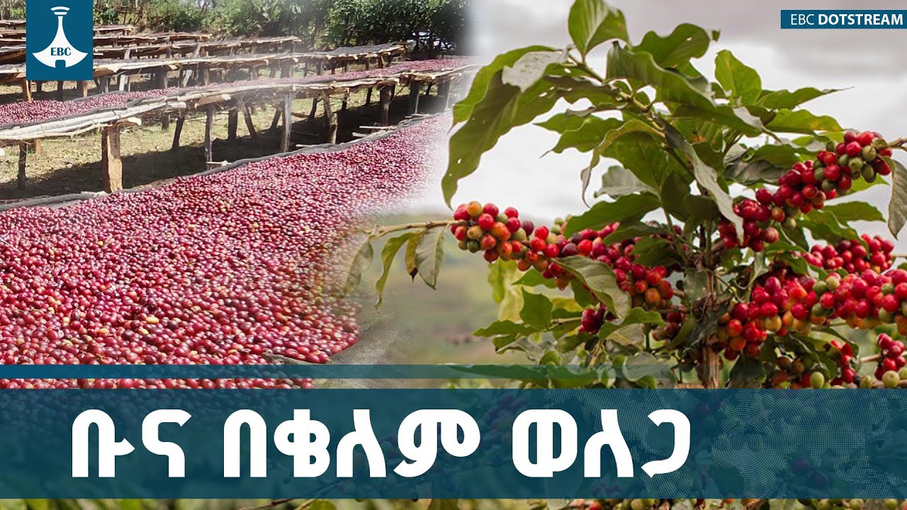ዘንድሮ ከ70ሺህ ቶን በላይ ቡና ለማምረት የሚተጉት የቄለም ወለጋ አርሶ አደሮች ETV | EBC | E