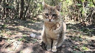ミャッミャッおしゃべり弾んで話が尽きないかわいい猫モナカ