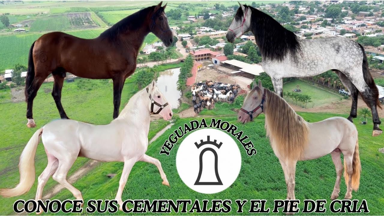 CONOCE EL PIE DE CRÍA Y LOS SEMENTALES DE YEGUADA MORALES DE DON NICO MORALES DESDE CUAUTLA JALISCO.