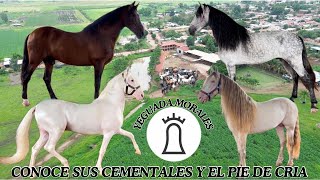 CONOCE EL PIE DE CRÍA Y LOS SEMENTALES DE YEGUADA MORALES DE DON NICO MORALES DESDE CUAUTLA JALISCO.