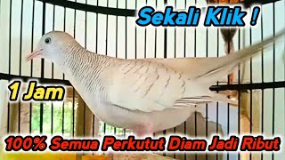 Download lagu 1 Jam PERKUTUT Putih Manggung Gacor durasi panjang Panggil perkutut lokal lain. mp3 Download lagu 1 Jam PERKUTUT Putih Manggung Gacor durasi panjang Panggil perkutut lokal lain. mp3