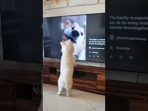 subscribe vairal shorts