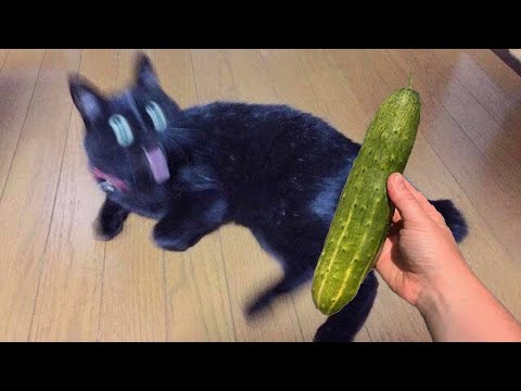 Cats vs Cucumbers |Try Not To Laugh | Must Watch Funny Cats Videos | TikTok Compilation