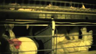 Málið - Matariðnaður, klippa 3