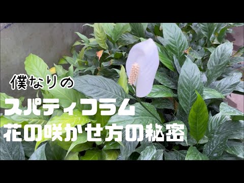 葉が黄色くなったスパティフィラムの手入れ方法は？原因は何ですか?  庭園