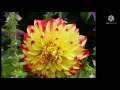 Yeh Dil Pagal Dil Mera Whatsapp Status