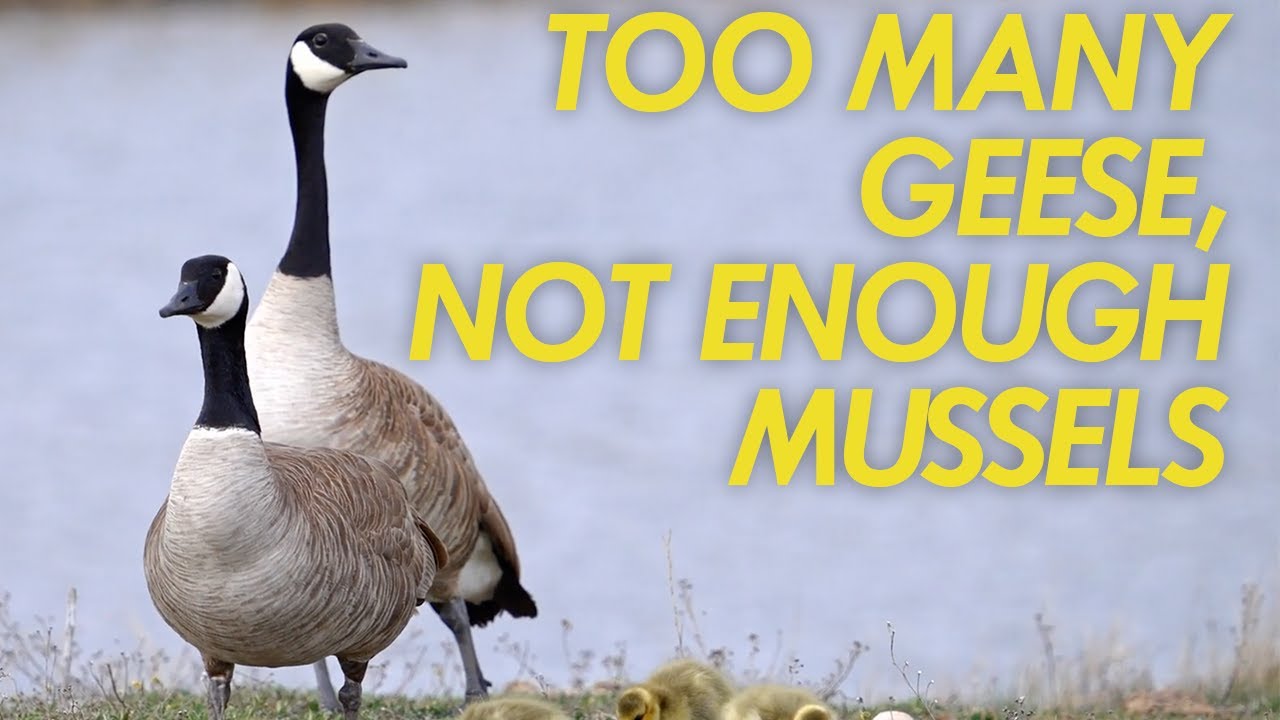 Too Many Geese and Not Enough Mussels