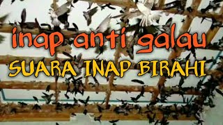 Download lagu SUARA INAP BIRAHI OBAT GALAU. burung walet bayak tapi susah bikin sarang pake inap birahi mp3