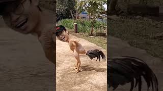 Download lagu Ayam trondol....@aryobms23 mp3