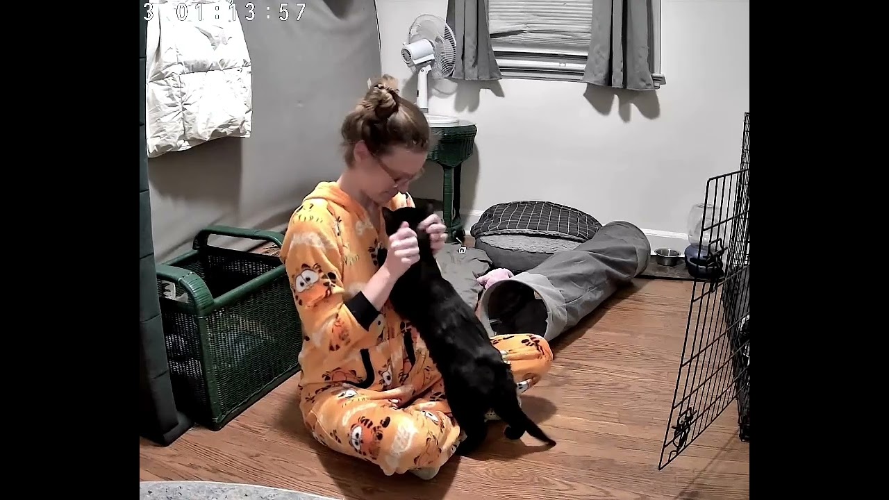 Enlarge Roscoe, a ADOPTABLE Domestic Short Hair in East Brunswick, NJ video 1/3