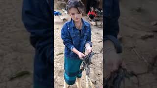Download lagu Shower Beautiful Hmong Girl Countryside - Nkauj Hmoob Da Dej Zoo Saib Txhaj Plawg #0016 mp3