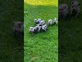 Cute Baby Pigs Pig Cute