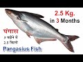 Pangasius fish farming in India | double profit in fish farming |  High density fish farming