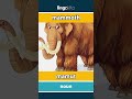 mammoth - mamut video thumbnail